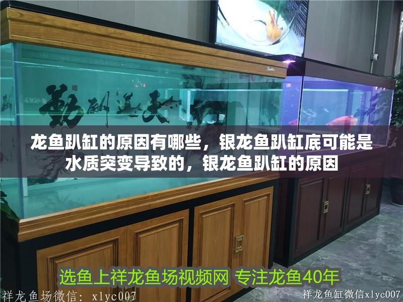 龍魚趴缸的原因有哪些，銀龍魚趴缸底可能是水質突變導致的，銀龍魚趴缸的原因