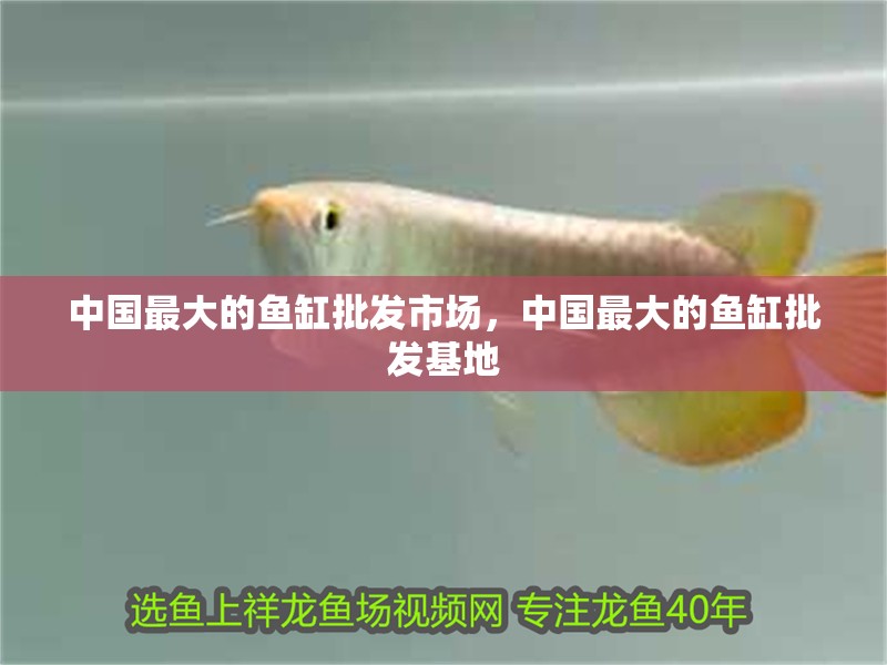 中國最大的魚缸批發(fā)市場，中國最大的魚缸批發(fā)基地