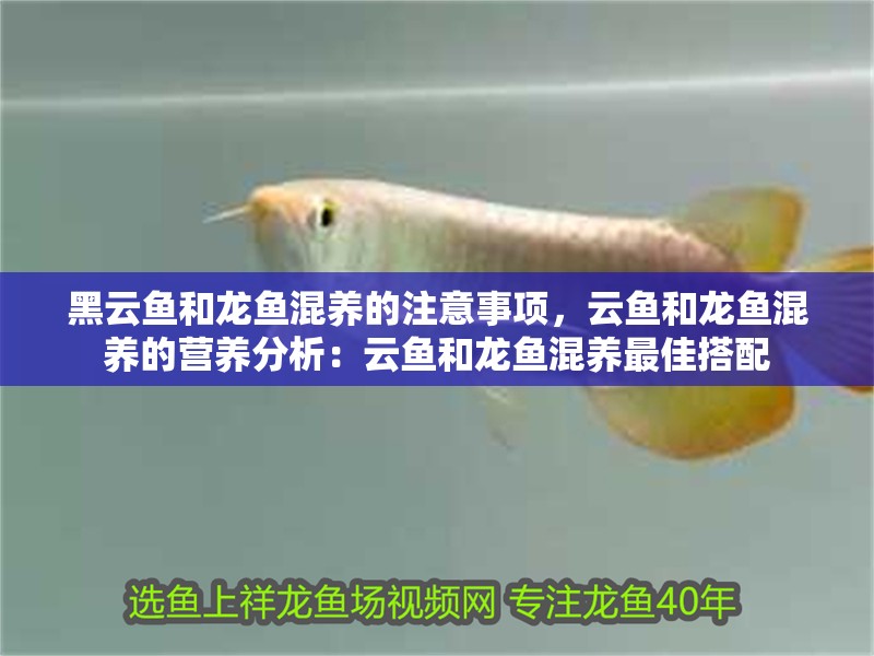 黑云魚和龍魚混養(yǎng)的注意事項，云魚和龍魚混養(yǎng)的營養(yǎng)分析：云魚和龍魚混養(yǎng)最佳搭配