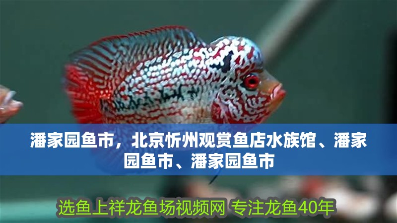 潘家園魚市，北京忻州觀賞魚店水族館、潘家園魚市、潘家園魚市
