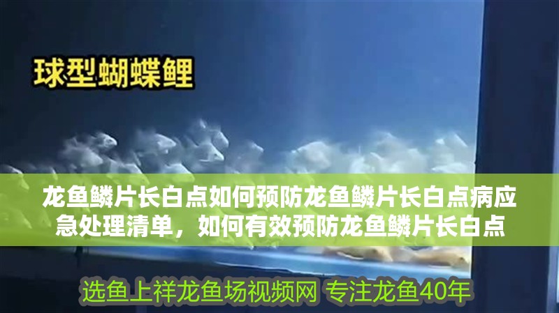 龍魚鱗片長(zhǎng)白點(diǎn)如何預(yù)防龍魚鱗片長(zhǎng)白點(diǎn)病應(yīng)急處理清單，如何有效預(yù)防龍魚鱗片長(zhǎng)白點(diǎn)