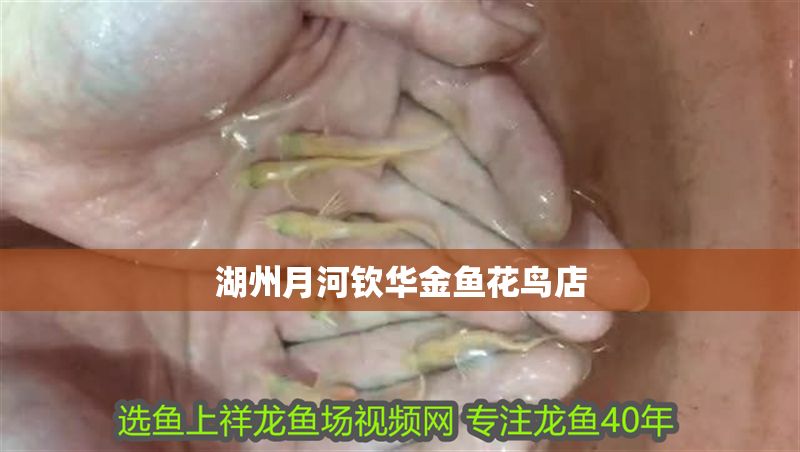 湖州月河欽華金魚花鳥店