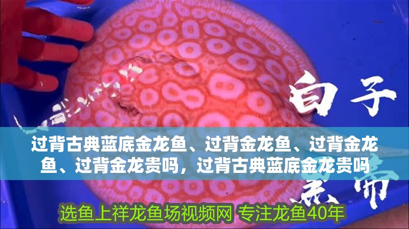 過背古典藍底金龍魚、過背金龍魚、過背金龍魚、過背金龍貴嗎，過背古典藍底金龍貴嗎