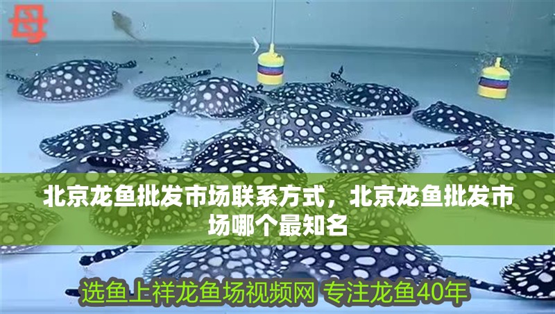 北京龍魚批發市場聯系方式，北京龍魚批發市場哪個最知名