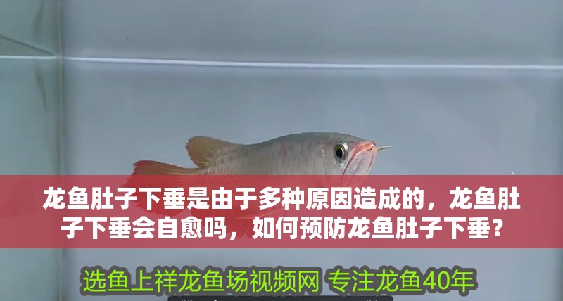 龍魚肚子下垂是由于多種原因造成的，龍魚肚子下垂會自愈嗎，如何預防龍魚肚子下垂？