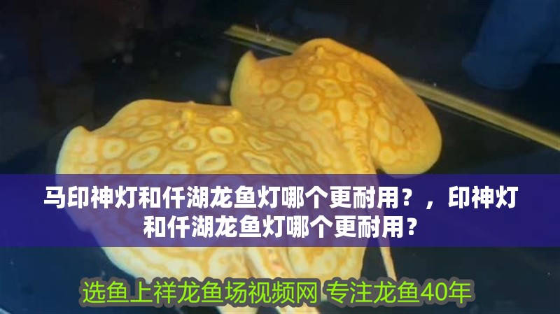 馬印神燈和仟湖龍魚燈哪個更耐用？，印神燈和仟湖龍魚燈哪個更耐用？