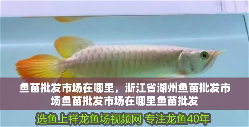 龍魚干蝦有營養嗎 魚苗批發市場在哪里,浙江省湖州魚苗批發市場魚苗批發市場在哪里魚苗批發 觀賞魚百科 魚苗批發市場在哪里,浙江省湖州魚苗批發市場魚苗批發市場在哪里魚苗批發 魚苗批發市場在哪里,浙江省湖州魚苗批發市場魚苗批發市場在哪里魚苗批發 觀賞魚百科