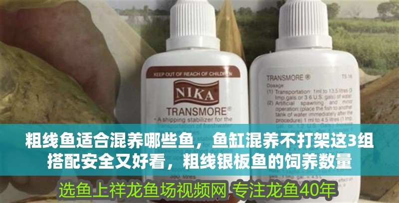粗線魚適合混養哪些魚，魚缸混養不打架這3組搭配安全又好看，粗線銀板魚的飼養數量