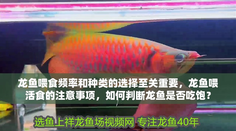 龍魚喂食頻率和種類的選擇至關重要，龍魚喂活食的注意事項，如何判斷龍魚是否吃飽？