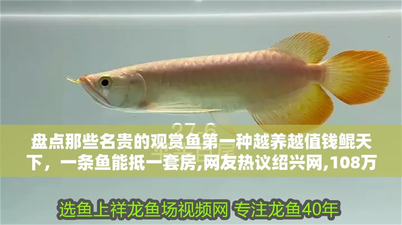 盤點那些名貴的觀賞魚第一種越養越值錢鯤天下，一條魚能抵一套房,網友熱議紹興網,108萬!