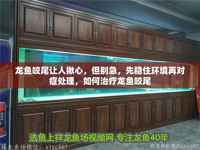 龍魚咬尾讓人揪心，但別急，先穩住環境再對癥處理，如何治療龍魚咬尾