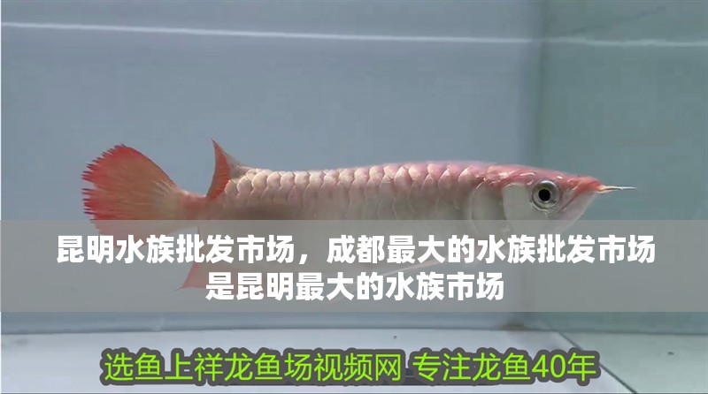 昆明水族批發(fā)市場，成都最大的水族批發(fā)市場是昆明最大的水族市場