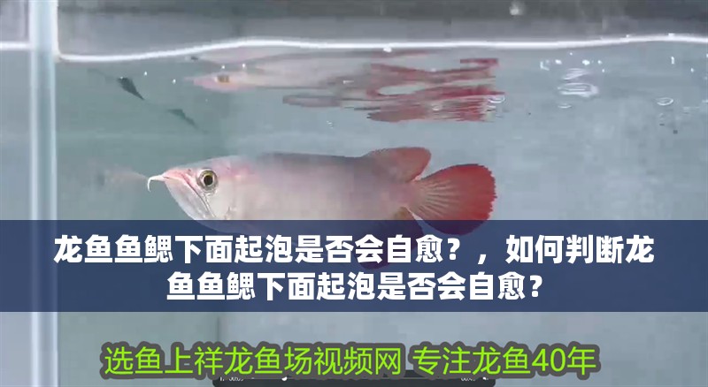 龍魚魚鰓下面起泡是否會自愈？，如何判斷龍魚魚鰓下面起泡是否會自愈？