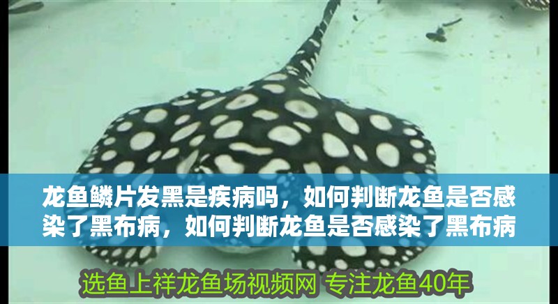龍魚鱗片發黑是疾病嗎，如何判斷龍魚是否感染了黑布病，如何判斷龍魚是否感染了黑布病