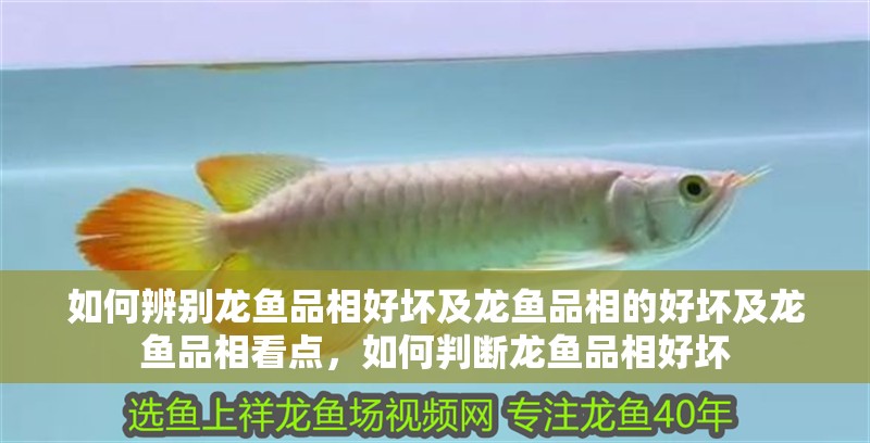 如何辨別龍魚品相好壞及龍魚品相的好壞及龍魚品相看點，如何判斷龍魚品相好壞