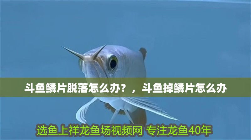 斗魚鱗片脫落怎么辦？，斗魚掉鱗片怎么辦