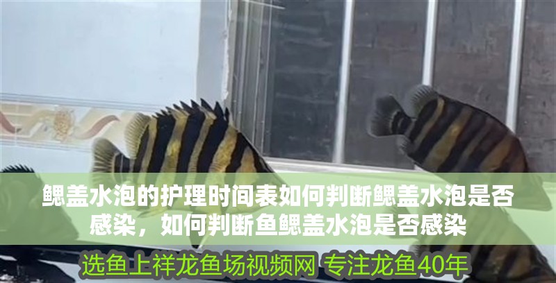 鰓蓋水泡的護理時間表如何判斷鰓蓋水泡是否感染，如何判斷魚鰓蓋水泡是否感染