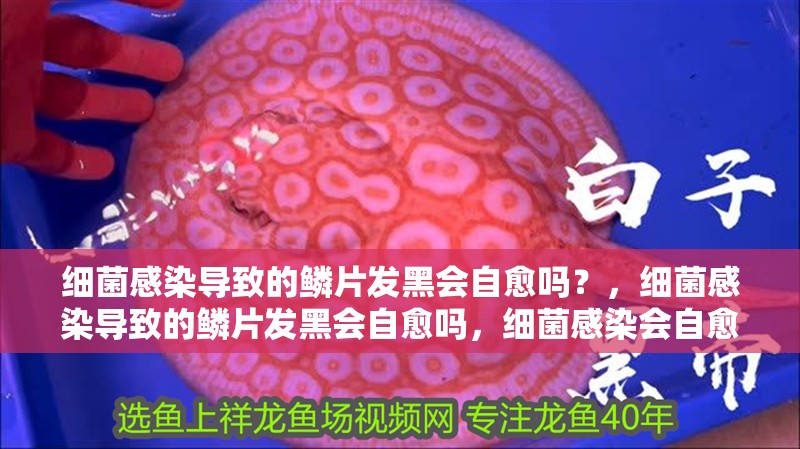 細菌感染導致的鱗片發黑會自愈嗎？，細菌感染導致的鱗片發黑會自愈嗎，細菌感染會自愈嗎