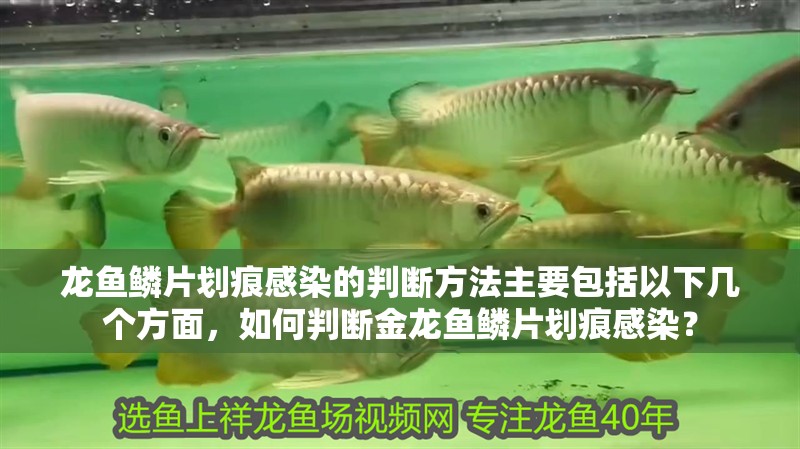 龍魚鱗片劃痕感染的判斷方法主要包括以下幾個方面，如何判斷金龍魚鱗片劃痕感染？