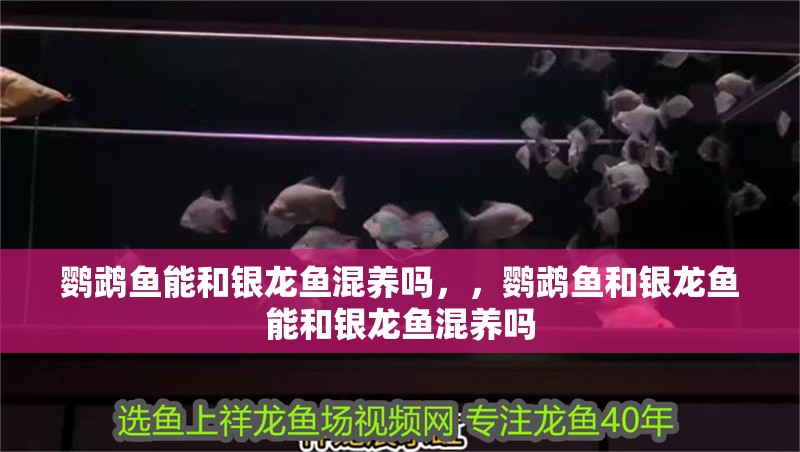 鸚鵡魚能和銀龍魚混養嗎，，鸚鵡魚和銀龍魚能和銀龍魚混養嗎