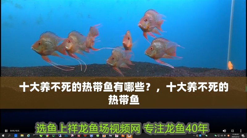 十大養不死的熱帶魚有哪些？，十大養不死的熱帶魚