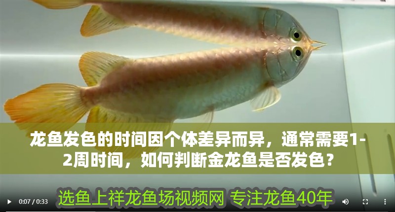 龍魚發(fā)色的時間因個體差異而異，通常需要1-2周時間，如何判斷金龍魚是否發(fā)色？