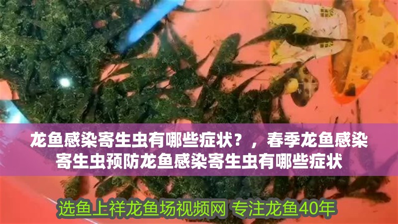 龍魚感染寄生蟲有哪些癥狀？，春季龍魚感染寄生蟲預(yù)防龍魚感染寄生蟲有哪些癥狀