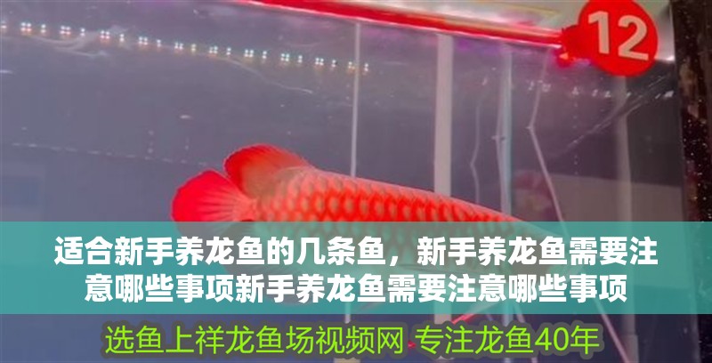 適合新手養(yǎng)龍魚(yú)的幾條魚(yú)，新手養(yǎng)龍魚(yú)需要注意哪些事項(xiàng)新手養(yǎng)龍魚(yú)需要注意哪些事項(xiàng)