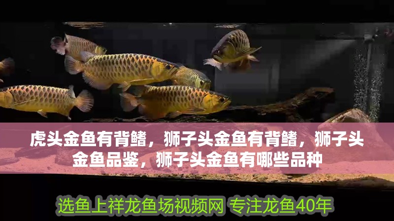 虎頭金魚有背鰭，獅子頭金魚有背鰭，獅子頭金魚品鑒，獅子頭金魚有哪些品種