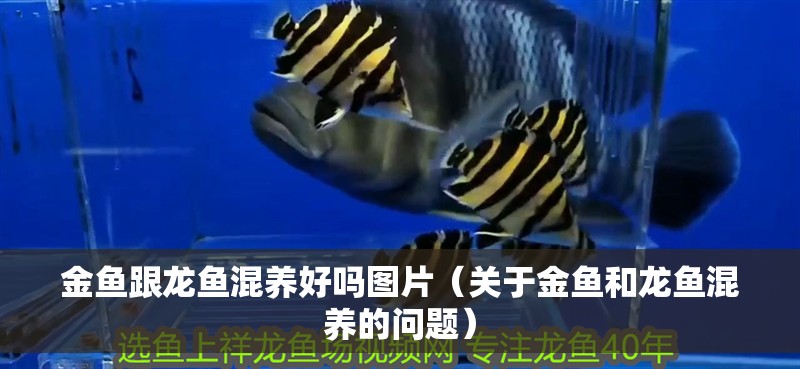 金魚跟龍魚混養(yǎng)好嗎圖片（關(guān)于金魚和龍魚混養(yǎng)的問題）