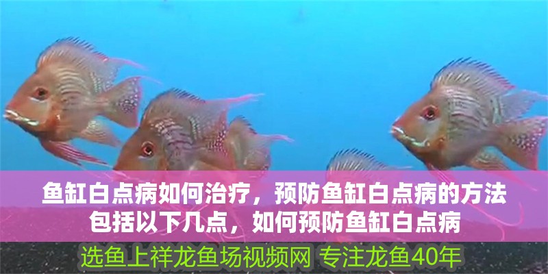 魚缸白點病如何治療，預防魚缸白點病的方法包括以下幾點，如何預防魚缸白點病
