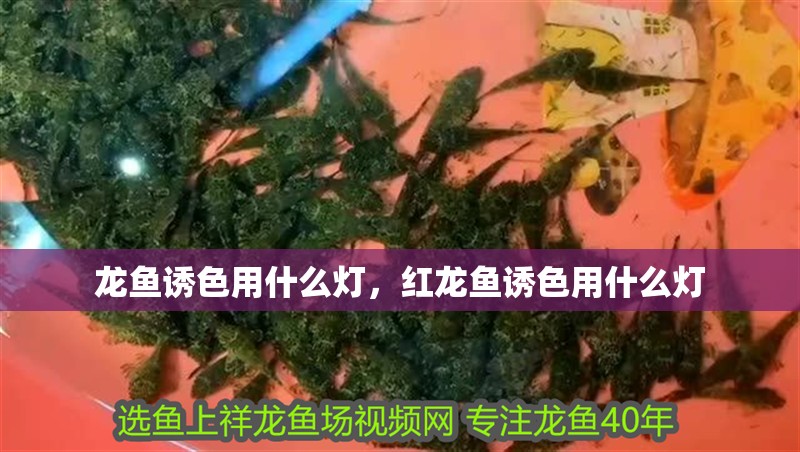 龍魚誘色用什么燈，紅龍魚誘色用什么燈
