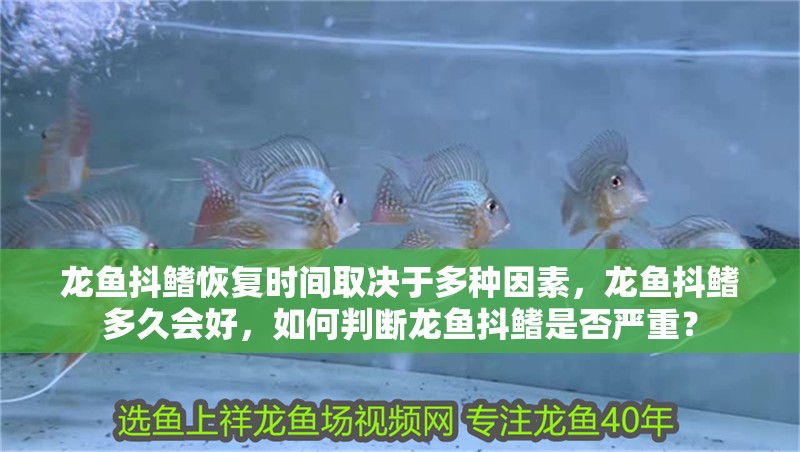 龍魚抖鰭恢復時間取決于多種因素，龍魚抖鰭多久會好，如何判斷龍魚抖鰭是否嚴重？