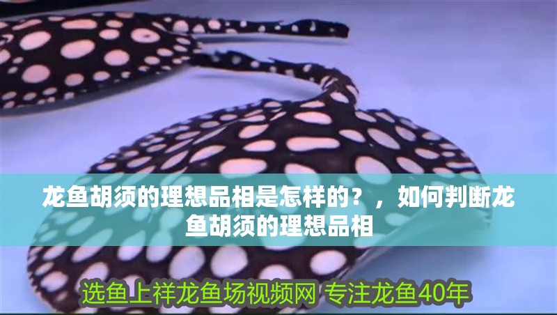 龍魚胡須的理想品相是怎樣的？，如何判斷龍魚胡須的理想品相