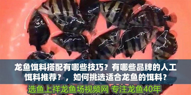 龍魚餌料搭配有哪些技巧？有哪些品牌的人工餌料推薦？，如何挑選適合龍魚的餌料？