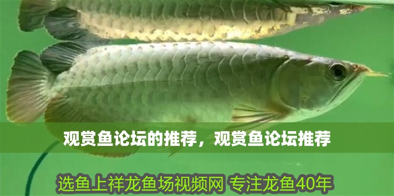 觀賞魚論壇的推薦，觀賞魚論壇推薦