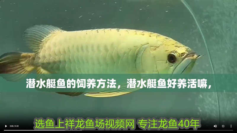 潛水艇魚的飼養方法，潛水艇魚好養活嘛，