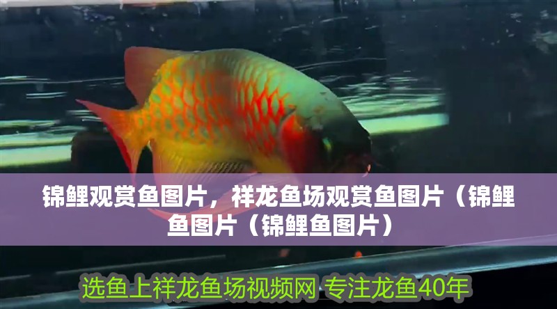 錦鯉觀賞魚(yú)圖片，祥龍魚(yú)場(chǎng)觀賞魚(yú)圖片（錦鯉魚(yú)圖片（錦鯉魚(yú)圖片）