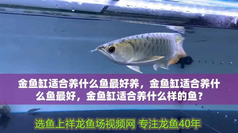 金魚缸適合養什么魚最好養，金魚缸適合養什么魚最好，金魚缸適合養什么樣的魚？
