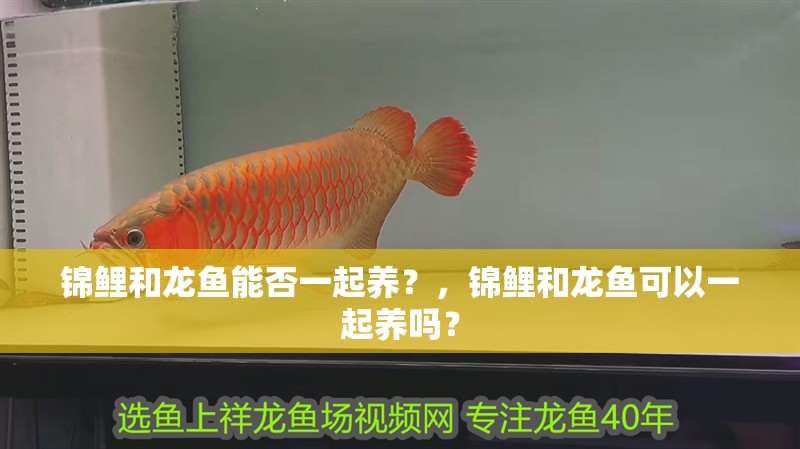 錦鯉和龍魚能否一起養？，錦鯉和龍魚可以一起養嗎？