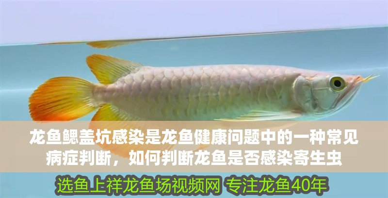 龍魚鰓蓋坑感染是龍魚健康問題中的一種常見病癥判斷，如何判斷龍魚是否感染寄生蟲