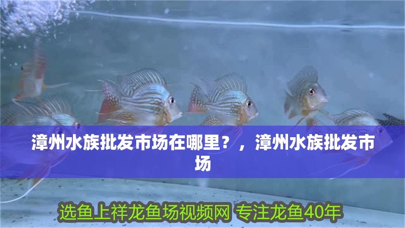漳州水族批發(fā)市場在哪里？，漳州水族批發(fā)市場
