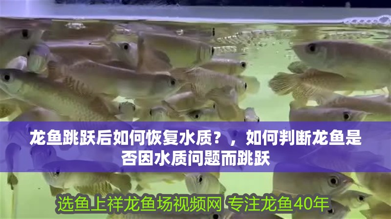 龍魚跳躍后如何恢復水質？，如何判斷龍魚是否因水質問題而跳躍