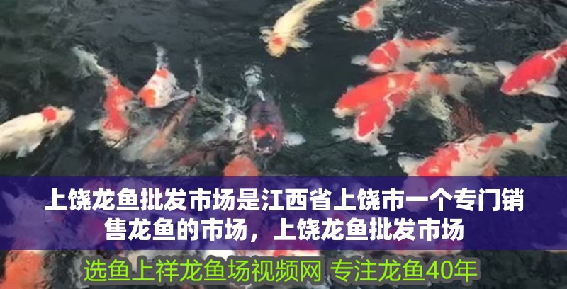 上饒龍魚批發市場是江西省上饒市一個專門銷售龍魚的市場，上饒龍魚批發市場 上饒龍魚批發市場是江西省上饒市一個專門銷售龍魚的市場，上饒龍魚批發市場 觀賞魚百科 第2張