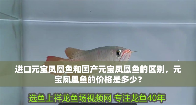 進口元寶鳳凰魚和國產元寶鳳凰魚的區別，元寶鳳凰魚的價格是多少？