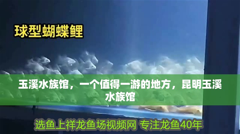 玉溪水族館，一個值得一游的地方，昆明玉溪水族館