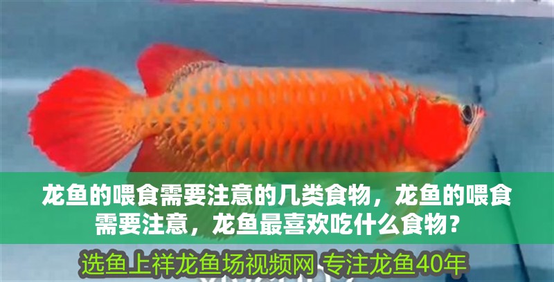 龍魚的喂食需要注意的幾類食物，龍魚的喂食需要注意，龍魚最喜歡吃什么食物？