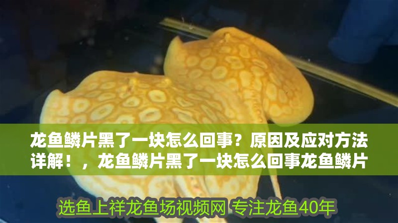 龍魚鱗片黑了一塊怎么回事？原因及應對方法詳解！，龍魚鱗片黑了一塊怎么回事龍魚鱗片黑了一塊怎么回事