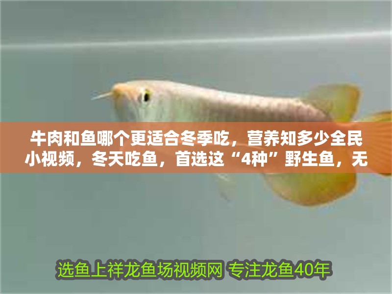 牛肉和魚哪個更適合冬季吃，營養知多少全民小視頻，冬天吃魚，首選這“4種”野生魚，無法人工養殖，鮮美營養還便晨光照芳華