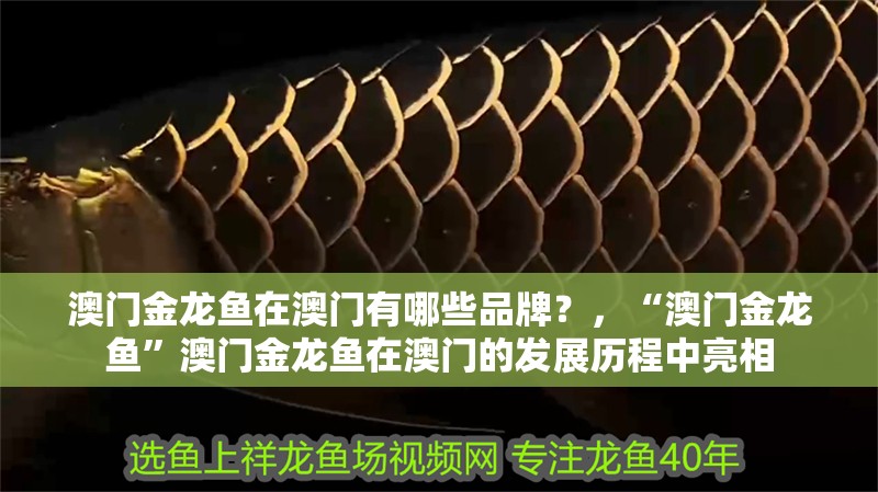 澳門金龍魚在澳門有哪些品牌？，“澳門金龍魚”澳門金龍魚在澳門的發(fā)展歷程中亮相